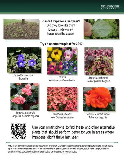 downy mildew poster
