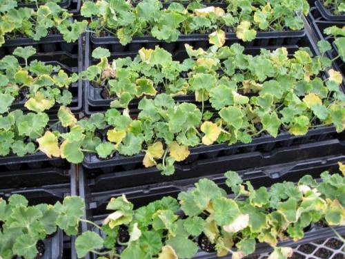 Geranium cuttings