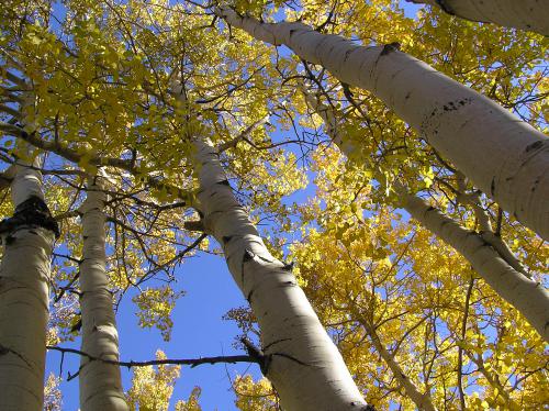 Aspen