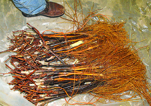 Scions grafted to rootstocks