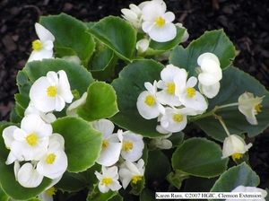 Begonia Begonia