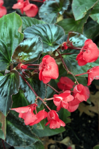 Bronze foliage Bronze foliage