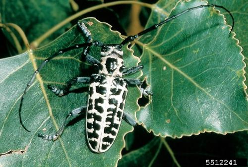 Cottonwood borer bodies have a lot more white than ALB, and do not have white antennae bands.