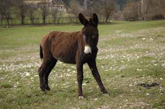 This pasture is overgrazed and provides very little nutrition. This pasture is overgrazed and provides very little nutrition.
