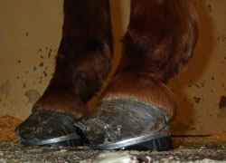 Hooves of a horse with laminitis. Hooves of a horse with laminitis.