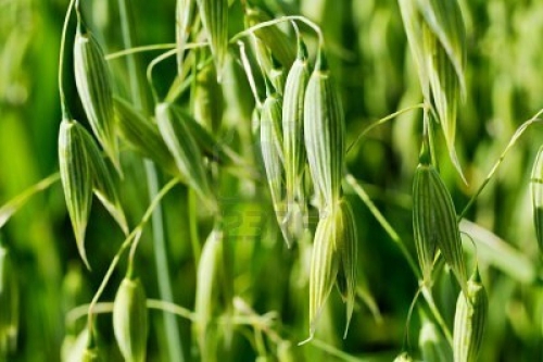 Oats Oats