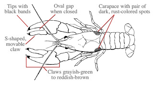 With recent status change, licensed Michigan anglers can now legally harvest invasive rusty crayfish – but for culinary purposes only. Use of rusty crayfish for bait is strictly prohibited.