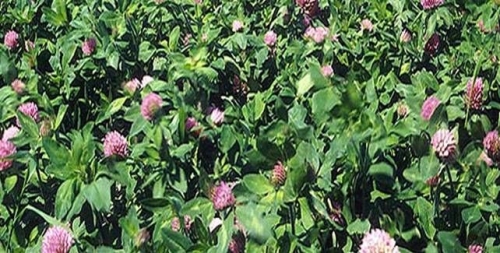 Red Clover. Red Clover.