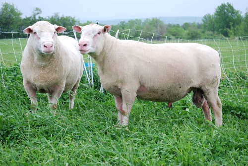 Sheep. Sheep.