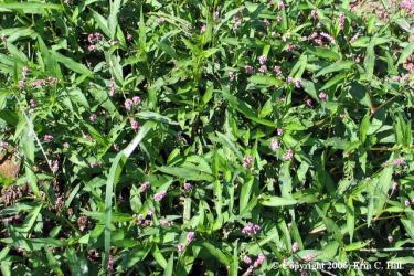 Smartweed